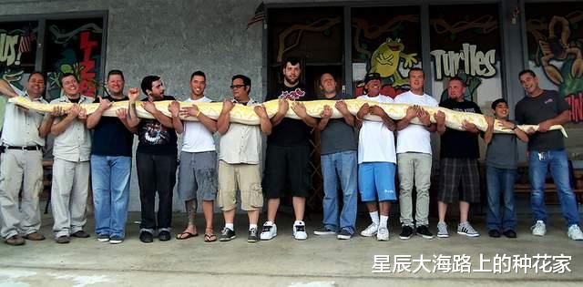 婆罗洲|世界上最大的蛇到底有多长？会超过30米吗？答案超越认知！