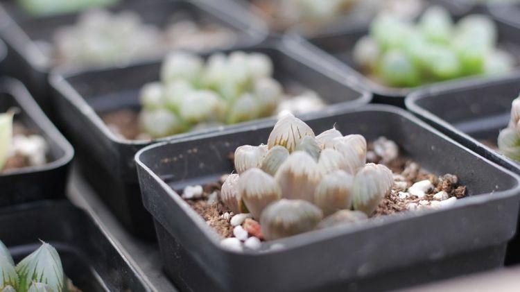 |未来15天，魂牵梦萦，痴情难忘，回首旧爱，真爱再次轮回的四星座