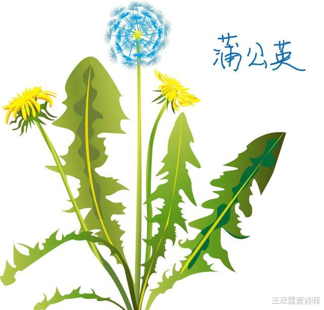 医生|夏天用蒲公英泡水喝，原来有这么多好处，难怪有人爱不释手
