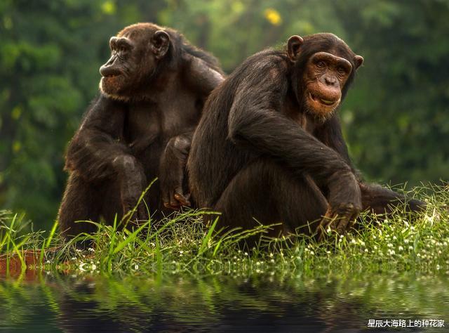 黑猩猩|“一夫一妻”的动物,如果一方死了,它们能经受住交配的诱惑吗?