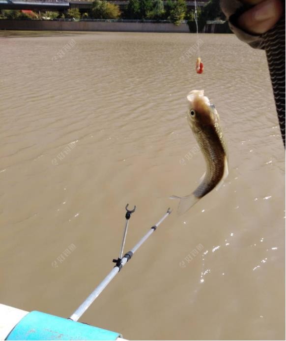 饵料|南鱼北调把鱼养，来年再战不空军