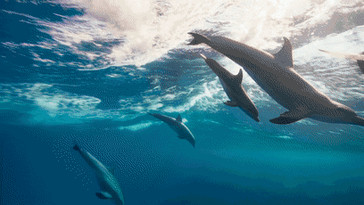 鲸鱼@鲸鱼头顶喷的居然不是海水，而是“毒气”！