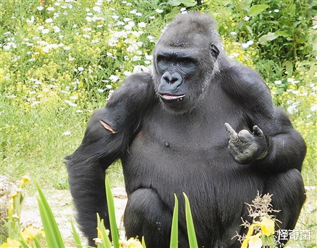 |既然人类是由猴子进化而来，为什么世界上现在还有猴子？