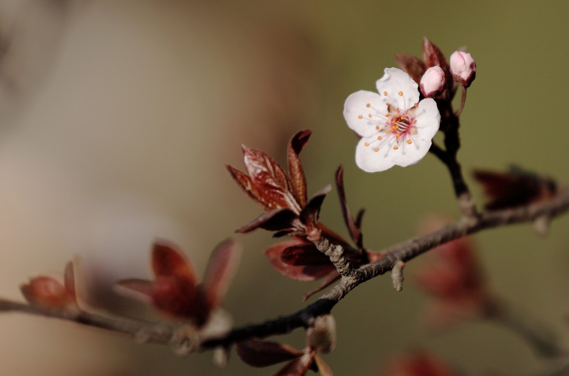 『生肖』7月,金银好运铺路,4大生肖非富即贵,桃花旺,姻缘顺