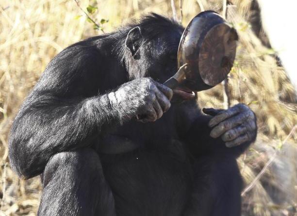 石器时代|人类霸主地位将不保？另一种文明开始萌芽，如今处于石器时代