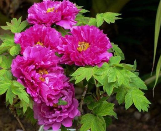 #狮子座#姻缘逆袭，旧爱入心，3星座喜上眉梢，见好就收