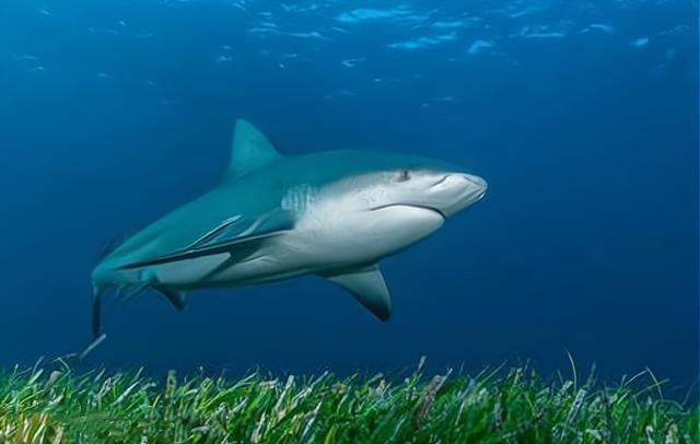 亚马逊河|亚马逊河到底有多可怕？为什么人们不敢在亚马逊河中游泳？