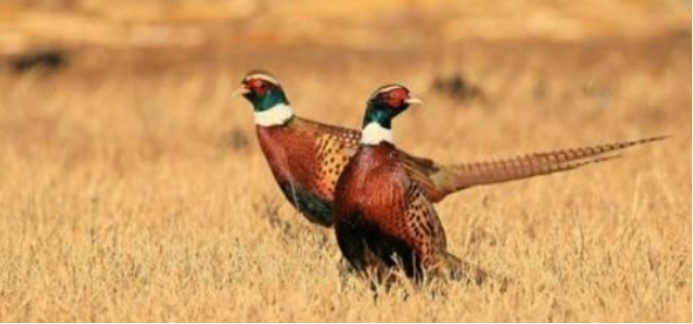 科学家|先有鸡还是先有蛋？问题还没解决，科学家先把鸡的祖先找到了