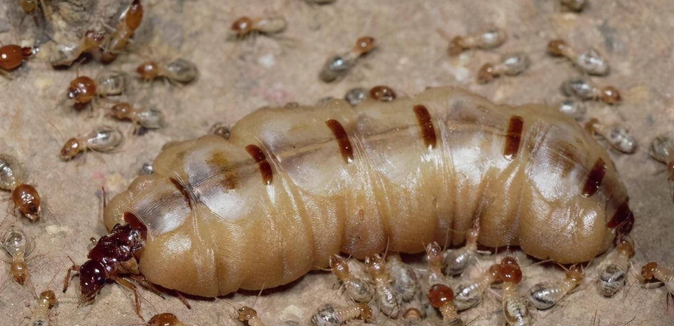 |若蚁后意外死亡,剩下的蚂蚁会怎么样?别说你不知道!