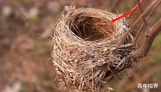：所有鸟窝都没有顶，遇到大雨怎么办？看完才知鸟类有多聪明