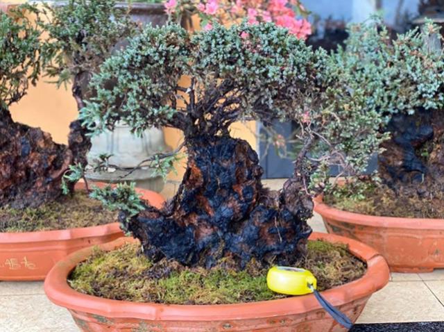 【外卖小哥】男子花3年时间从悬崖上采回5棵植物,如今有人出6万他不舍得卖