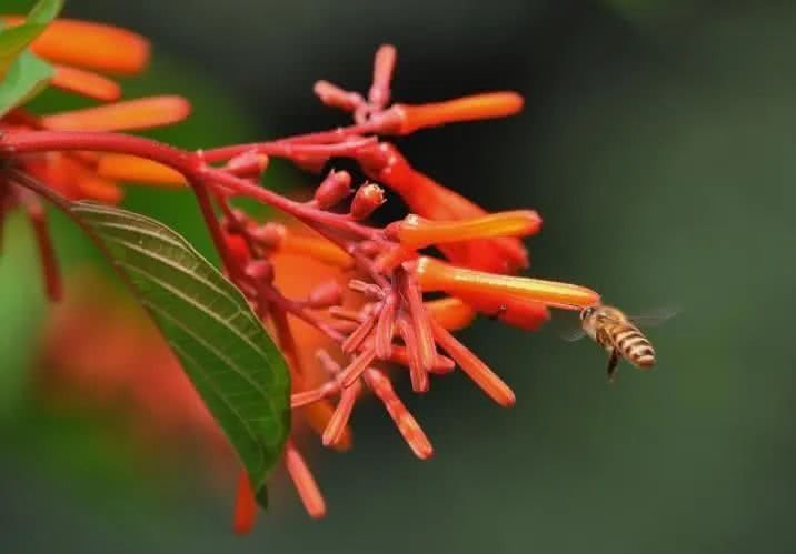 「运势」6月下旬开始运势大逆袭，大发利市，美梦全实现的四大生肖