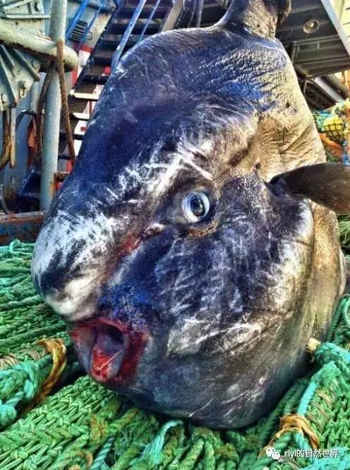 据说有些鱼的长相，全靠想象力！胆小的就不要点进去看了