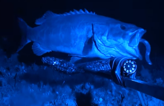 盲鳗|动物界反杀高手：攻击盲鳗有风险，分泌黏液瞬间膨胀一万倍