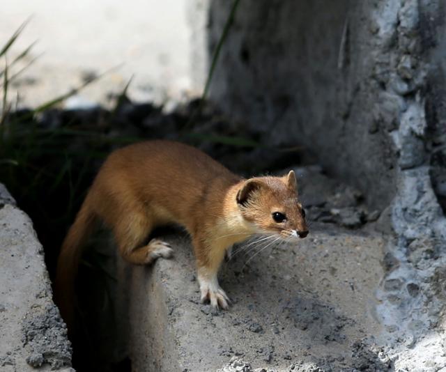 黄鼠狼|为什么长辈说黄鼠狼不能杀？看清楚这几个细节，你就明白真不能杀