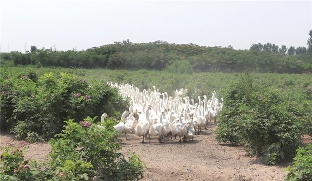 河北新闻网|河北阜城：辣椒和玫瑰“铺”出增收致富路