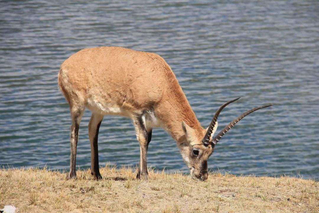 藏羚羊：为何生物界交配时间最长的动物是它？最少要21天，还是近危动物！
