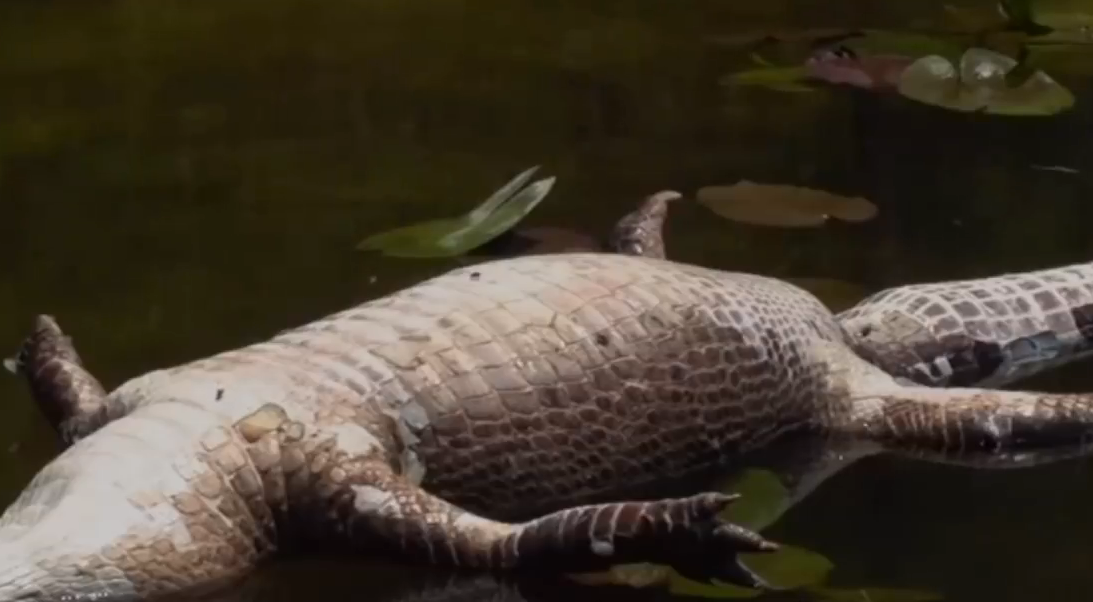 #蜈蚣#五毒中的蟾蜍跟蜈蚣中最厉害的种类,曾导致生态失衡