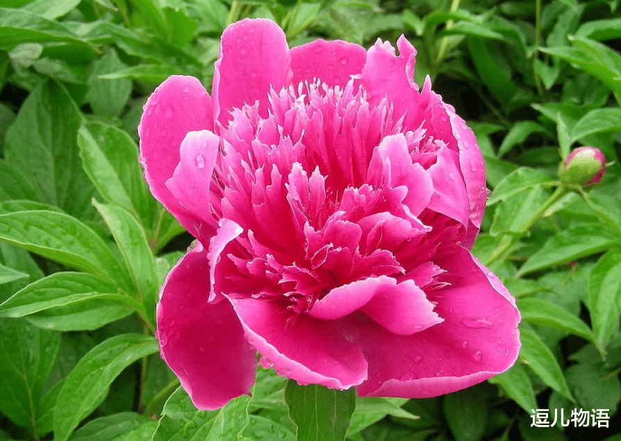 「生肖」生肖鼠“越老越穷”，自以为是，眼界短浅，注定一事无成？