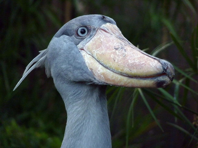 「蜘蛛」难得一见的10种动物，倒数第二种，竟然是跨越种族的同居生活！