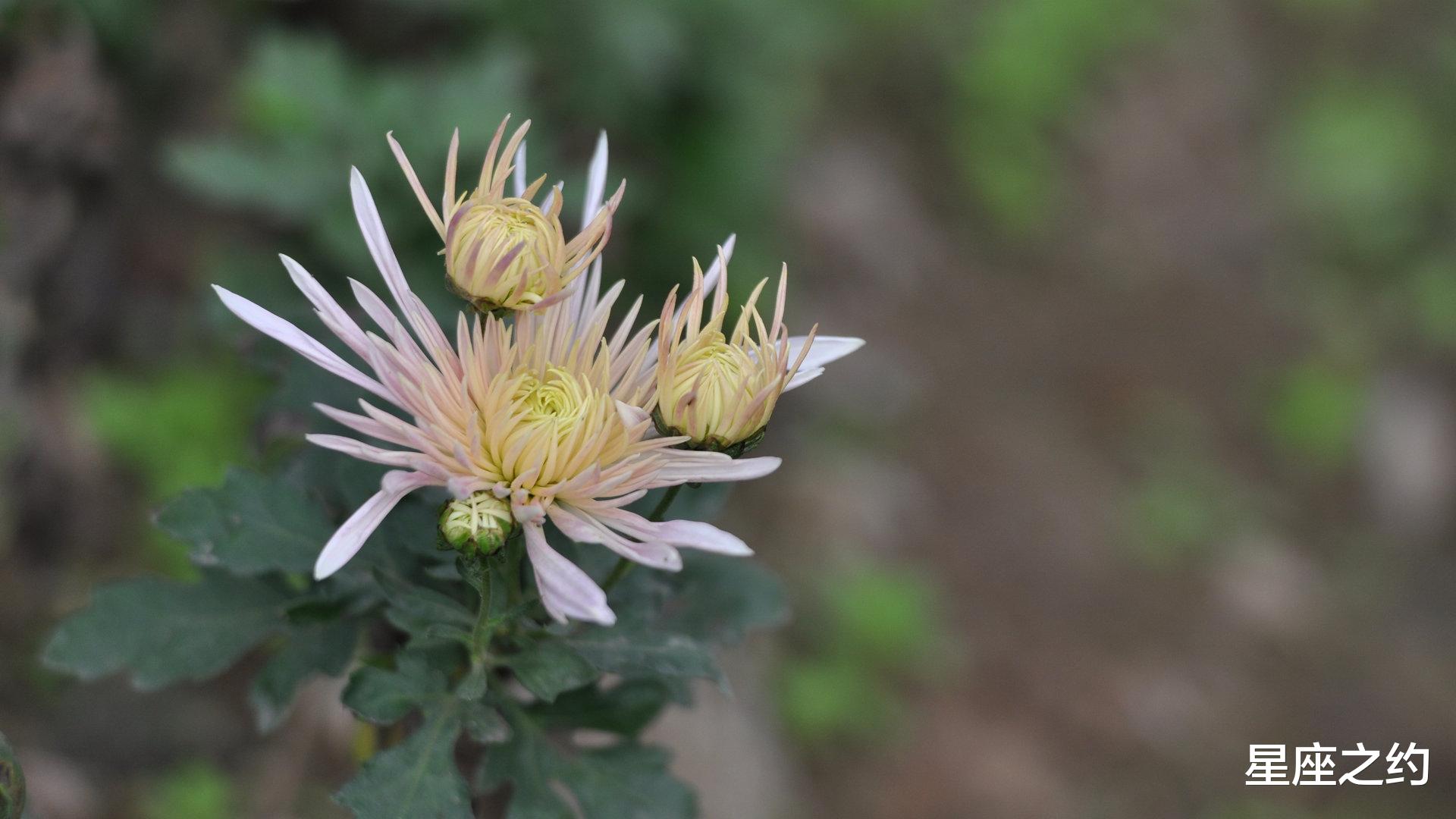 生肖|在11月下旬，真爱涌现，情投意合，刻骨铭心的三大星座