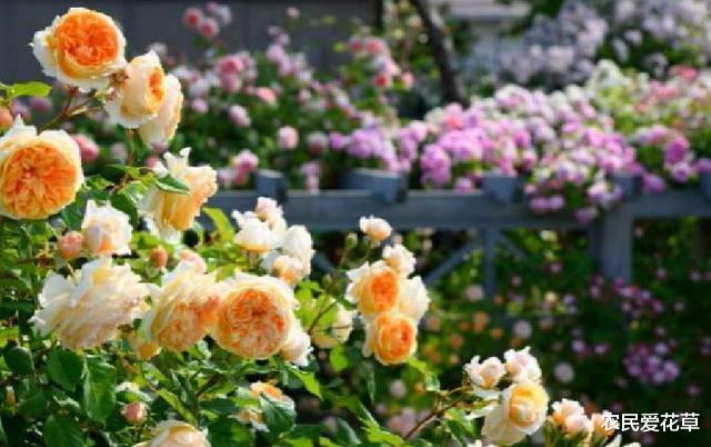 『』想让小院阳台美如“仙境”，需要“2个小技巧”，明眼人一看就会