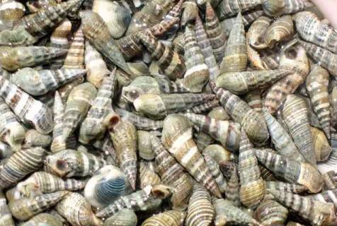 鱿鱼|开海了！这84种海鲜，你都认识吗？