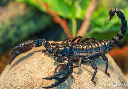 毒液|如果地球上所有动物体型变得同样大，哪一种的单挑能力最强？