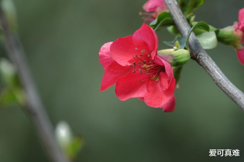 『生肖』苦命猪, 真是火到上天, 四喜临门, 八方报喜! 秒变“大金猪”