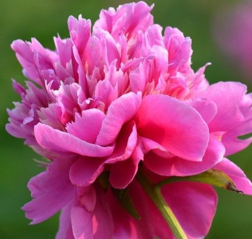 运势|步入9月，运势红红火火，4属相财源滚滚，生活水平蒸蒸日上