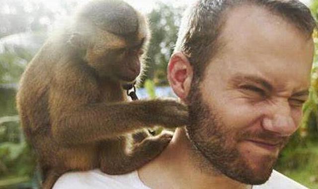 黑猩猩|拜托，别再说人是从猴子进化来的