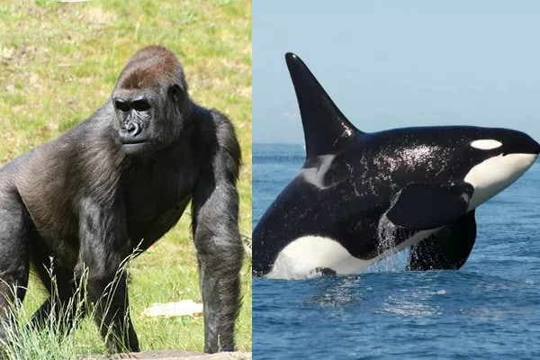 恒星|野生虎鲸杀戮成性，为什么唯独不吃人类反而亲近人类？