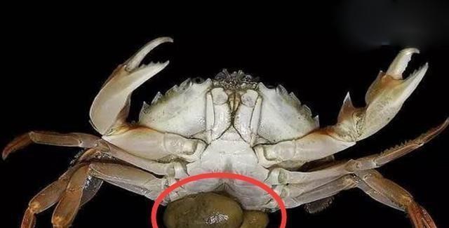 土星|蟹奴是一种怎样的生物？它有何恐怖之处？