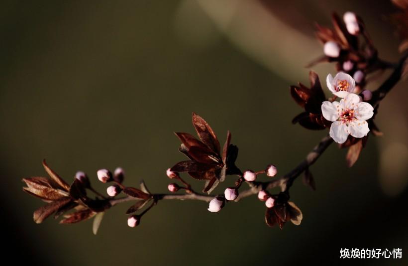 「生肖」下个月期间,姻缘水到渠成,重拾旧爱到白头的4大生肖