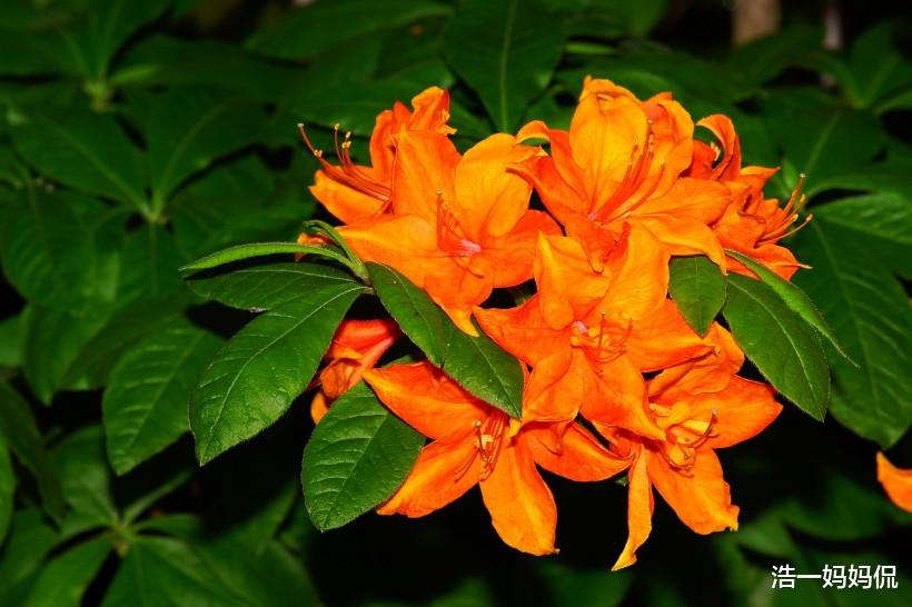 ##7月8号，财富大丰收的属相，迎来人生巅峰，生活发生大变化