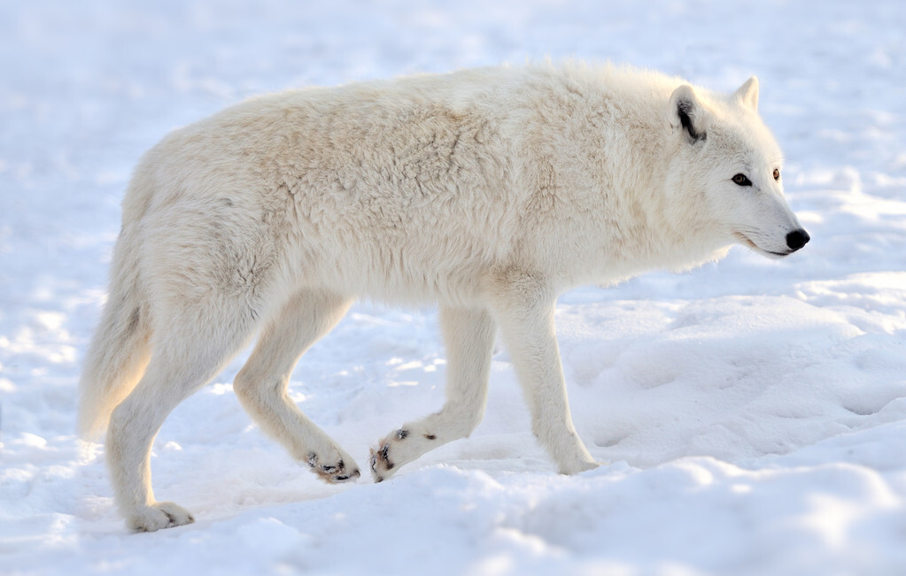 象龟|20世纪全球灭绝的10大珍稀动物