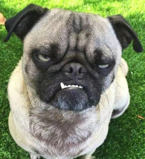 小孩用开水泼我的狗，我该怎么办？