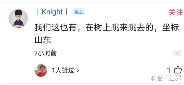松鼠|农村老鼠少了，松鼠却多了！你那里是这种情况吗？知道怎么回事吗
