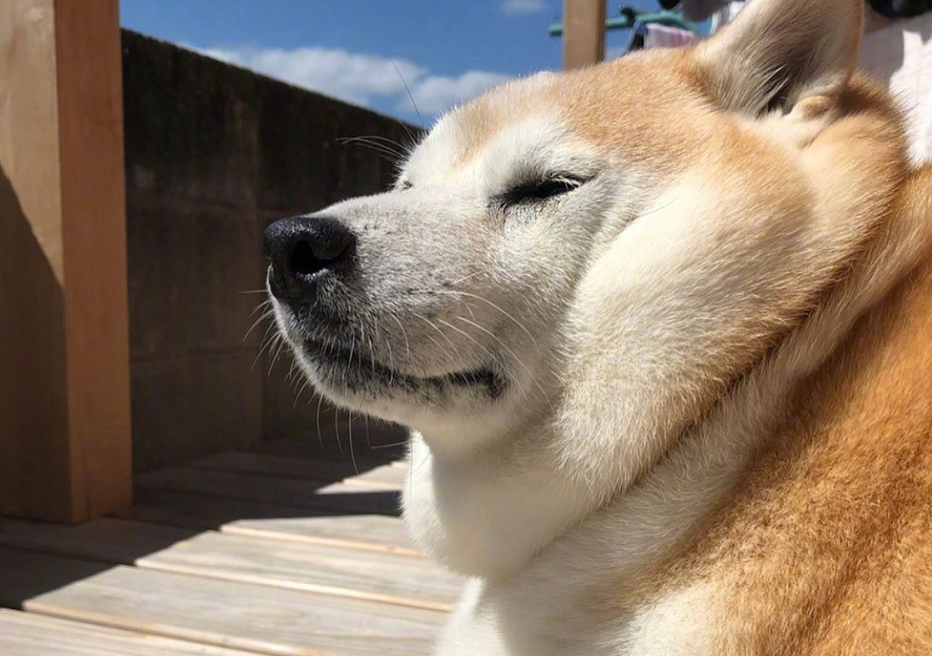 出短差时，要给狗狗放多少狗粮比较好？