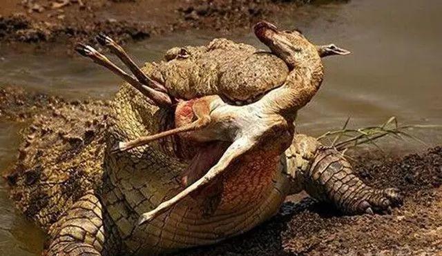 『大象』世界上杀人最多的动物是什么