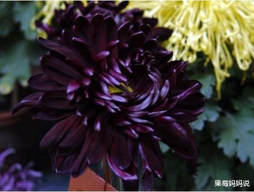 星座爱情观|国庆期间，桃花运来袭的四大星座，重燃爱的烈火