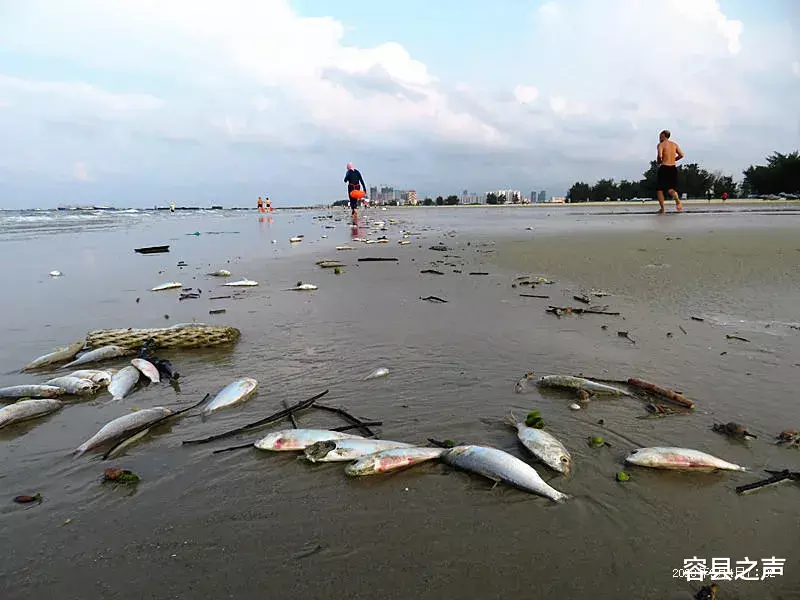 交易|蹊跷!广西北海银滩景区现大量死鱼,绵延近4公里!部门回应来了