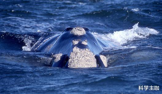 鲨鱼|鲸鱼挥之不去的伤疤！为什么藤壶只寄生鲸鱼，却不寄生鲨鱼？