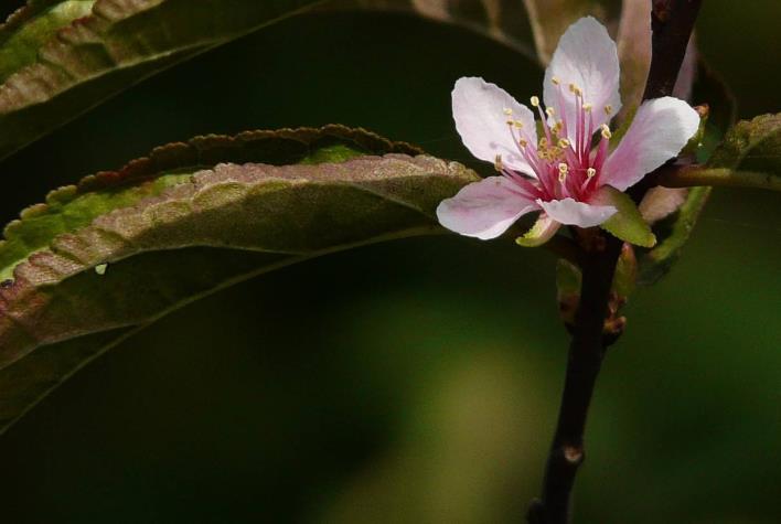属兔|八月开始,运势上升,家财大增,事业运势顺遂的生肖