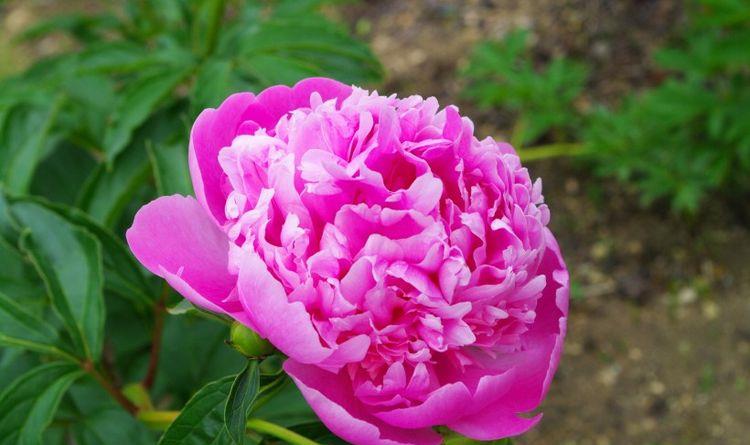 生肖|10月开始，时来运转，财富翻几番，事业顺风顺水的四大生肖