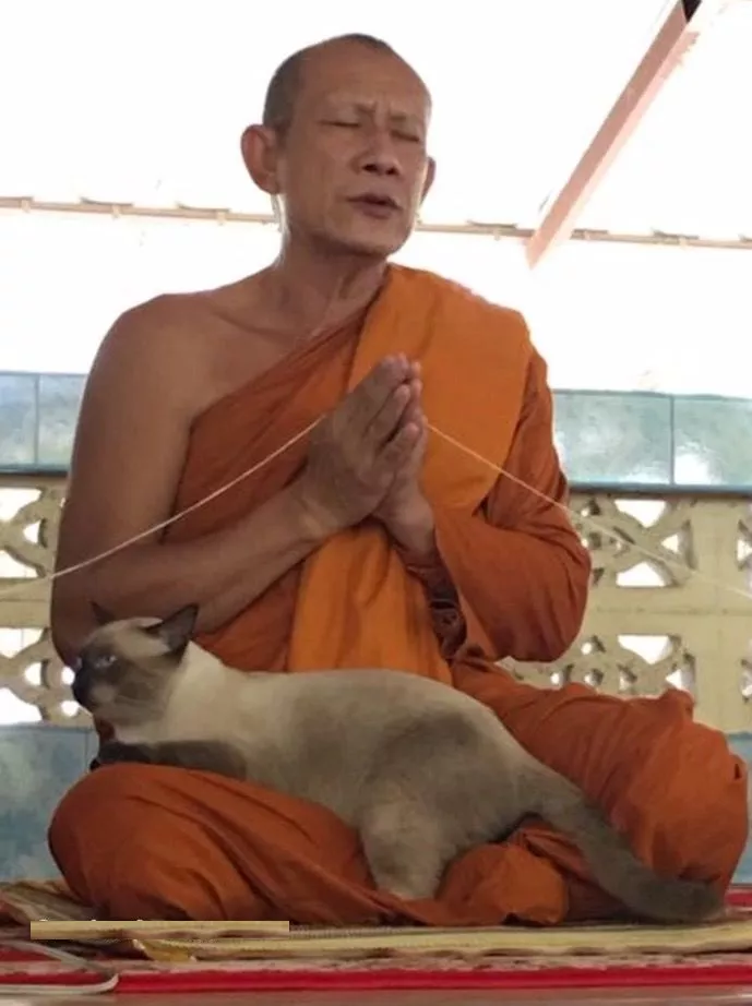 泰国奇闻，有猫才能读好经，大师难道坐怀不乱吗？