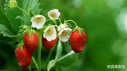 【属狗】5月与旧爱重逢，重修旧好，两人冰释前嫌，破镜重圆的四大生肖