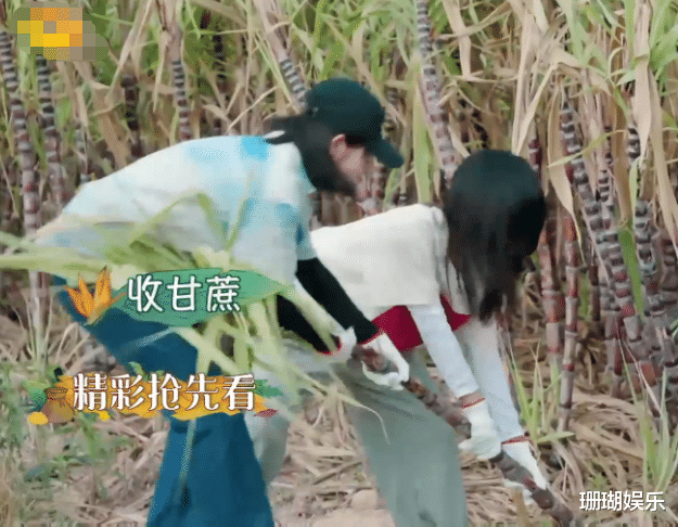 谭松韵■《向往的生活》再邀谭松韵，看到张子枫的反应，两人关系一目了然