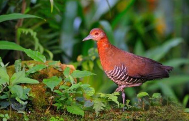 #动物学家#曾被认为已经灭绝的生物，如今正在复活，这意味着什么？