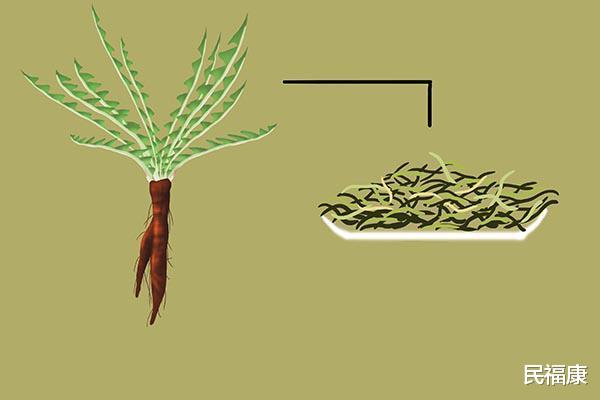 ▲蒲公英泡水喝，效果令人惊喜，但饮用有禁忌，可别喝错了